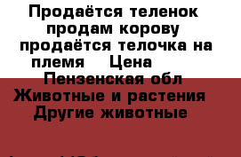 Продаётся теленок, продам корову, продаётся телочка на племя  › Цена ­ 100 - Пензенская обл. Животные и растения » Другие животные   